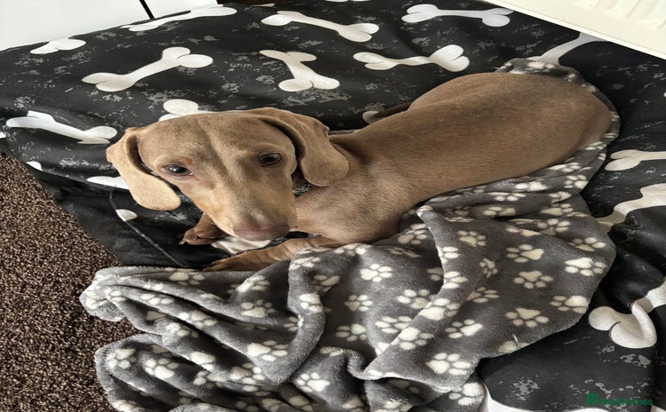 Miniature Dachshund dogs - Advert 1