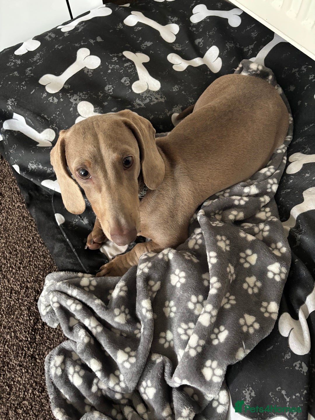 Miniature Dachshund dogs for sale: Marley the mini dachshund  - Image 1