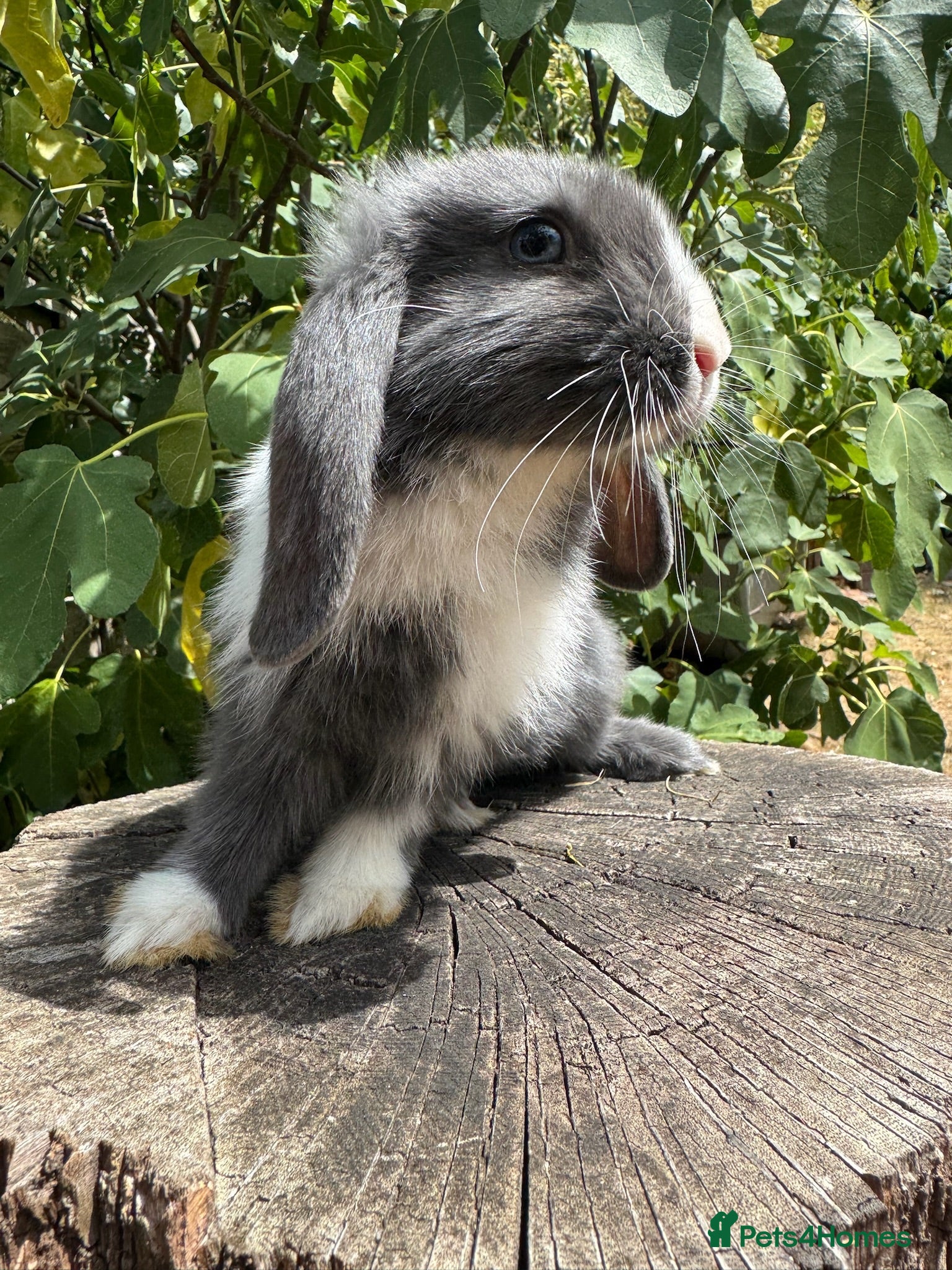 Mini Lop rabbits Super Friendly Mini Lop Bunnies - Advert 2