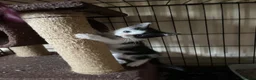 Mixed Breed cats for adoption: Rescue kittens ready for perfect homes! - Advert 1