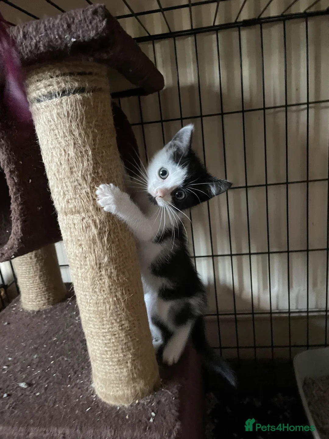 Mixed Breed cats for adoption: Rescue kittens ready for perfect homes! - Advert 1