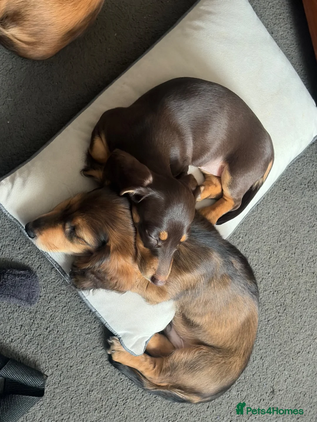 Miniature Dachshund dogs for sale: Miniature dachshund - Advert 2