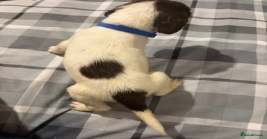 English Springer Spaniel dogs - Advert 14