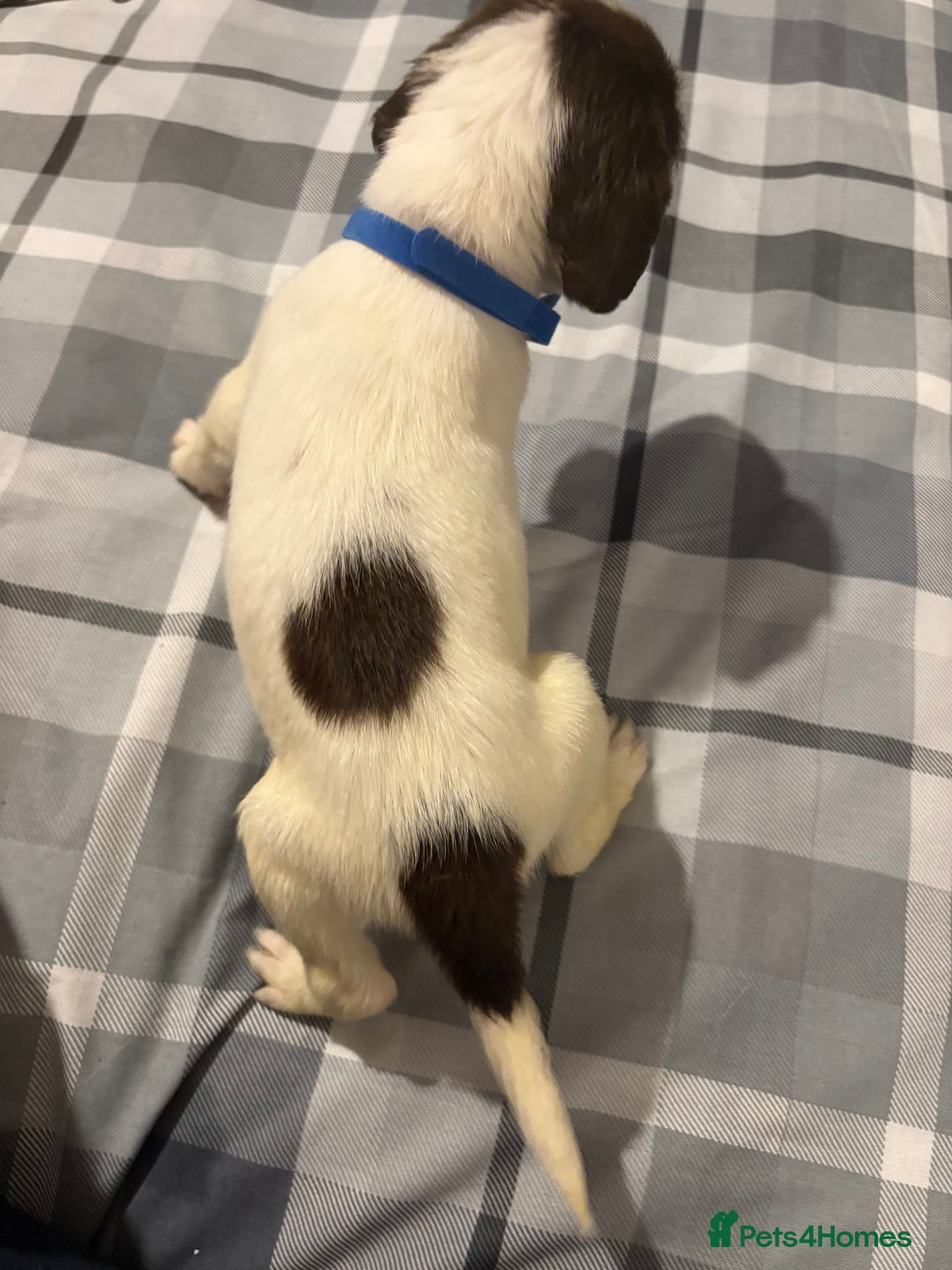 English Springer Spaniel dogs for sale: KC Registered English Springer Spaniel Puppies - Image 3