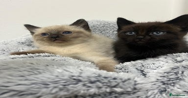 Ragdoll cats - Advert 14