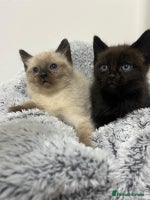 Ragdoll cats - Advert 1