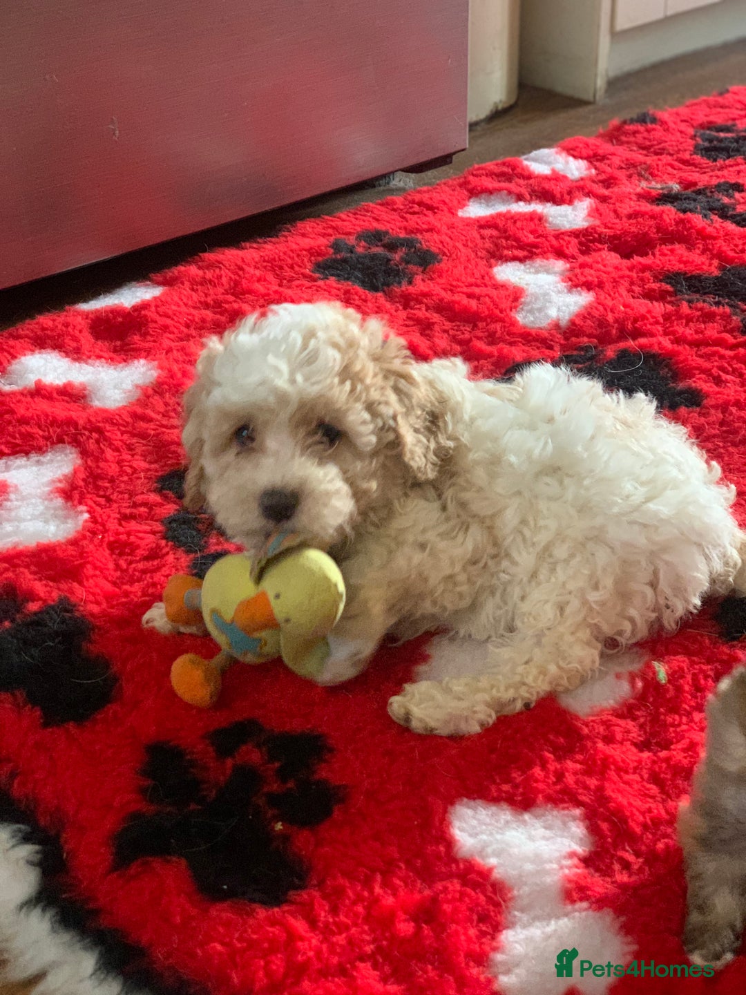 Cavapoo dogs for sale: Beautiful F2 cavapoo girls  - Advert 7