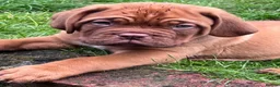 Dogue De Bordeaux dogs for sale: Exceptional KC Dogue de Bordeaux Puppies - Advert 23