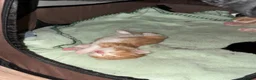 Mixed Breed cats for sale: 2 gorgeous ginger kittens - Advert 9