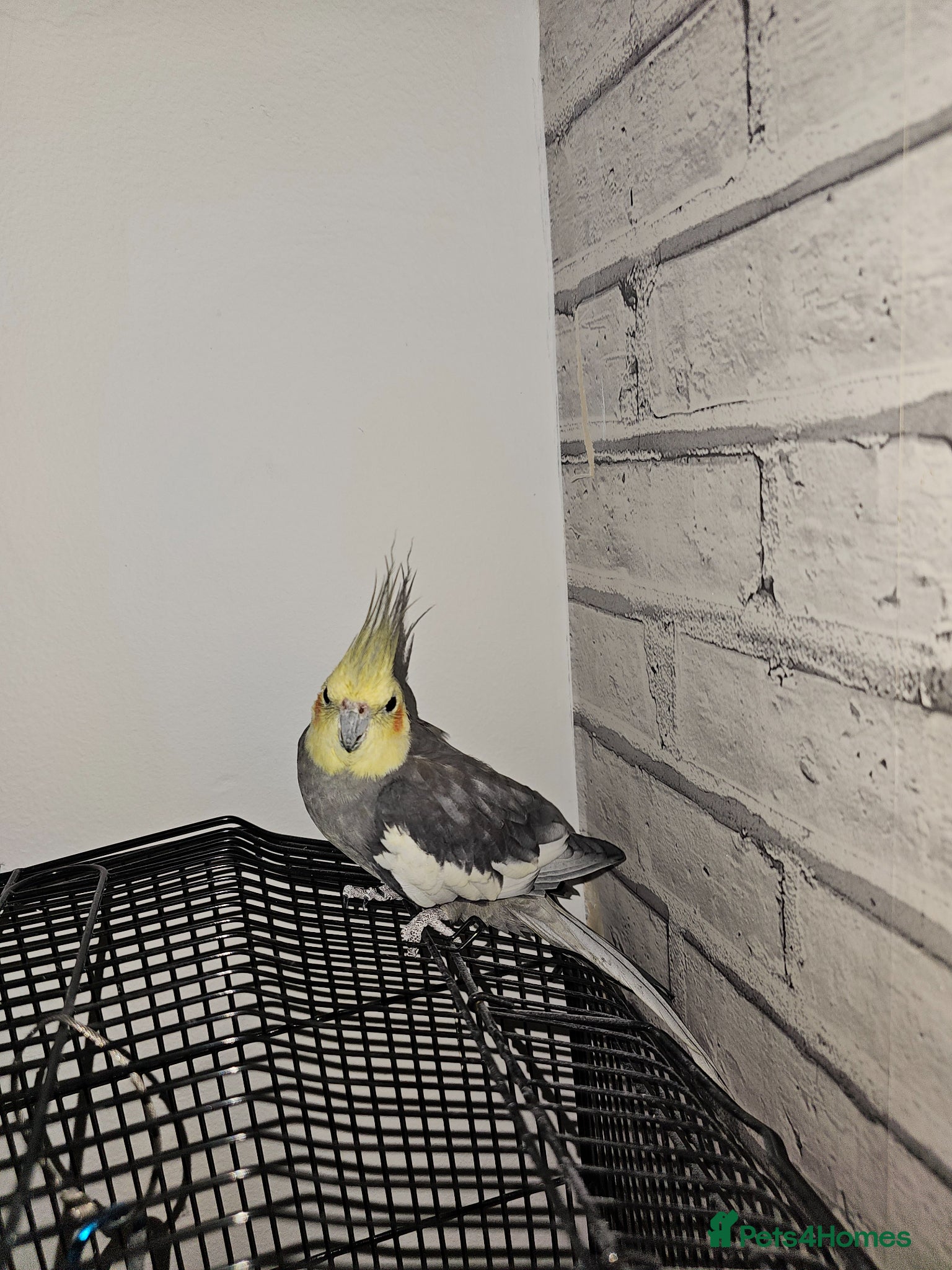 Cockatiels birds Beautiful Tame Cockatiel ready for new home - Advert 7