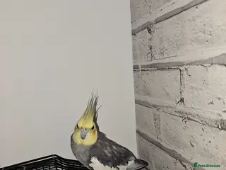 Cockatiels birds Beautiful Tame Cockatiel ready for new home - Advert 7