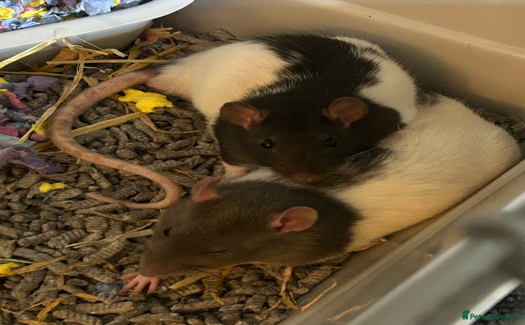 Rat rodents - Advert 3