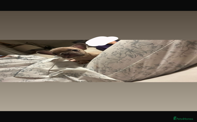 French Bulldog dogs - Advert 2