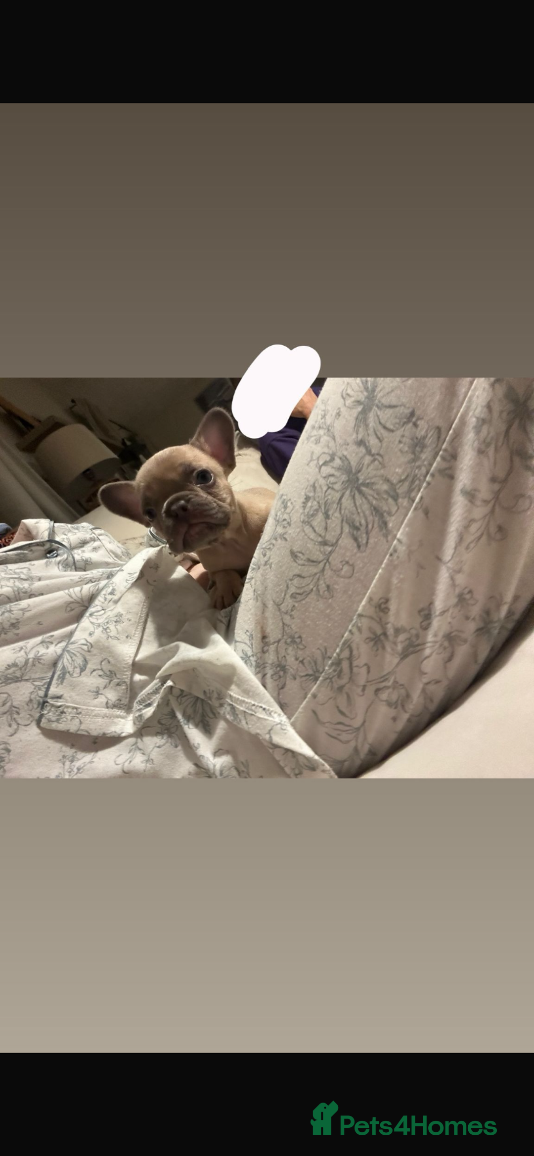 French Bulldog dogs for sale: French bulldog pups  - Image 1