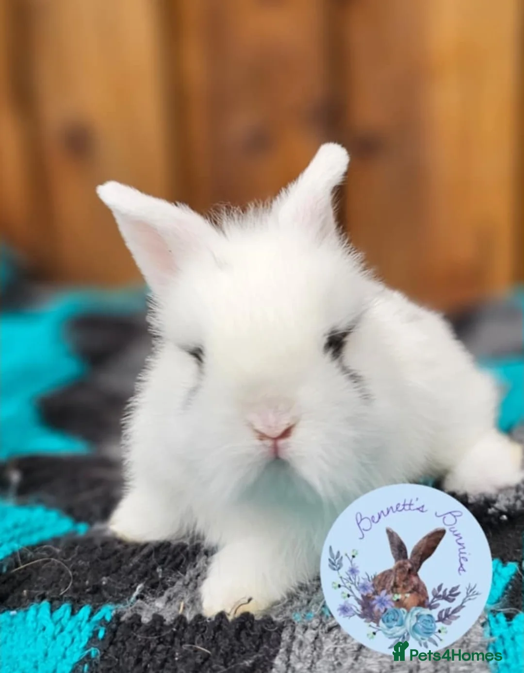 Mini Lion Lop rabbits for sale: Double Maned Mini Lion Lops  - Advert 2