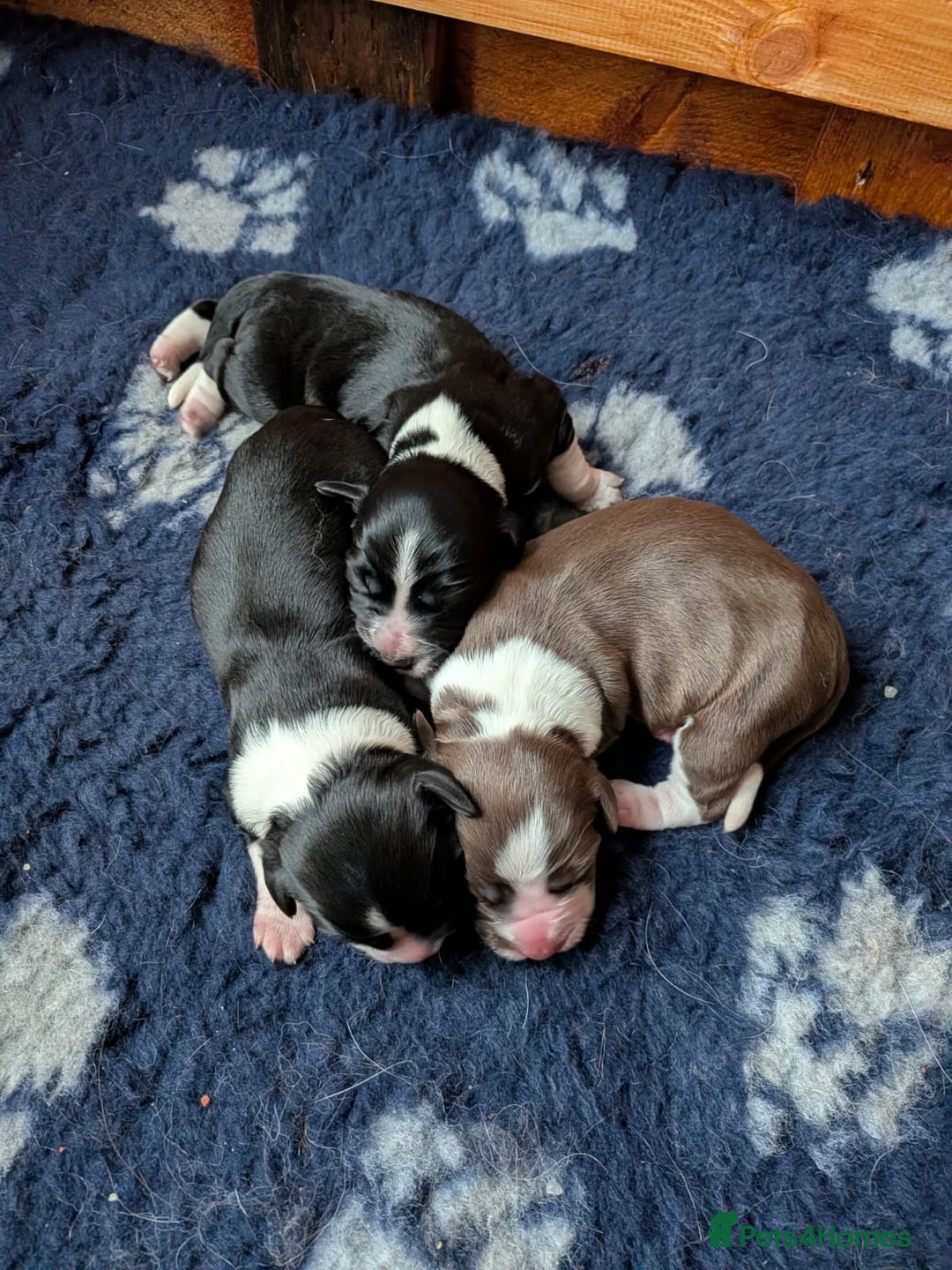 Mixed Breed dogs for sale: Beautiful puppies Sprollie x Cocker Spaniel  - Advert 3