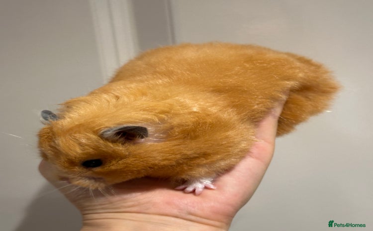 Hamster rodents - Advert 3