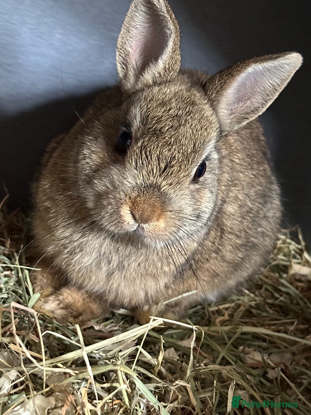 Netherland Dwarf rabbits for sale: Beautiful 1 year old Norwegian dwarf for rehoming - Advert 1