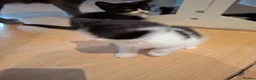 Mixed Breed cats for sale: Kittens for sale - Advert 16