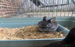 Netherland Dwarf rabbits for sale: Bunnies Netherland Dwarf Rabbits - Image 26