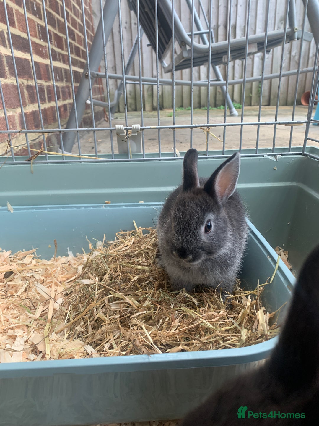 Netherland Dwarf rabbits for sale: Bunnies Netherland Dwarf Rabbits - Image 26