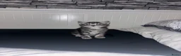 Mixed Breed cats for sale: 4 beautiful kittens ready to go now - Advert 13
