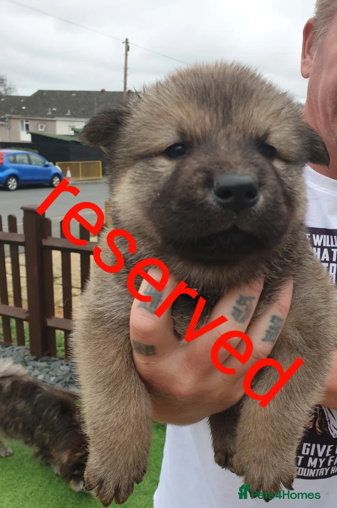 Mixed Breed dogs for sale: Hybrid chowchow/alaskan malamute  - Advert 14