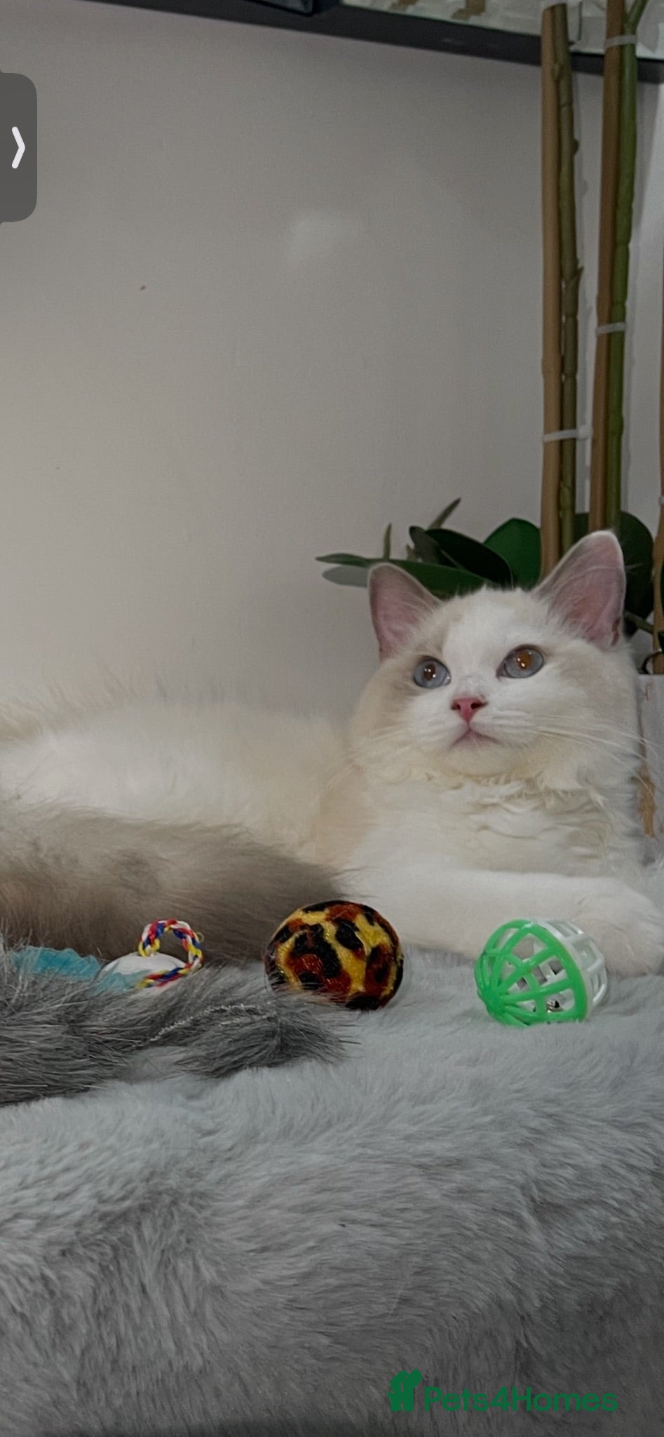 Ragdoll cats Tica registeredChampion breed Ragdoll kittens - Advert 2