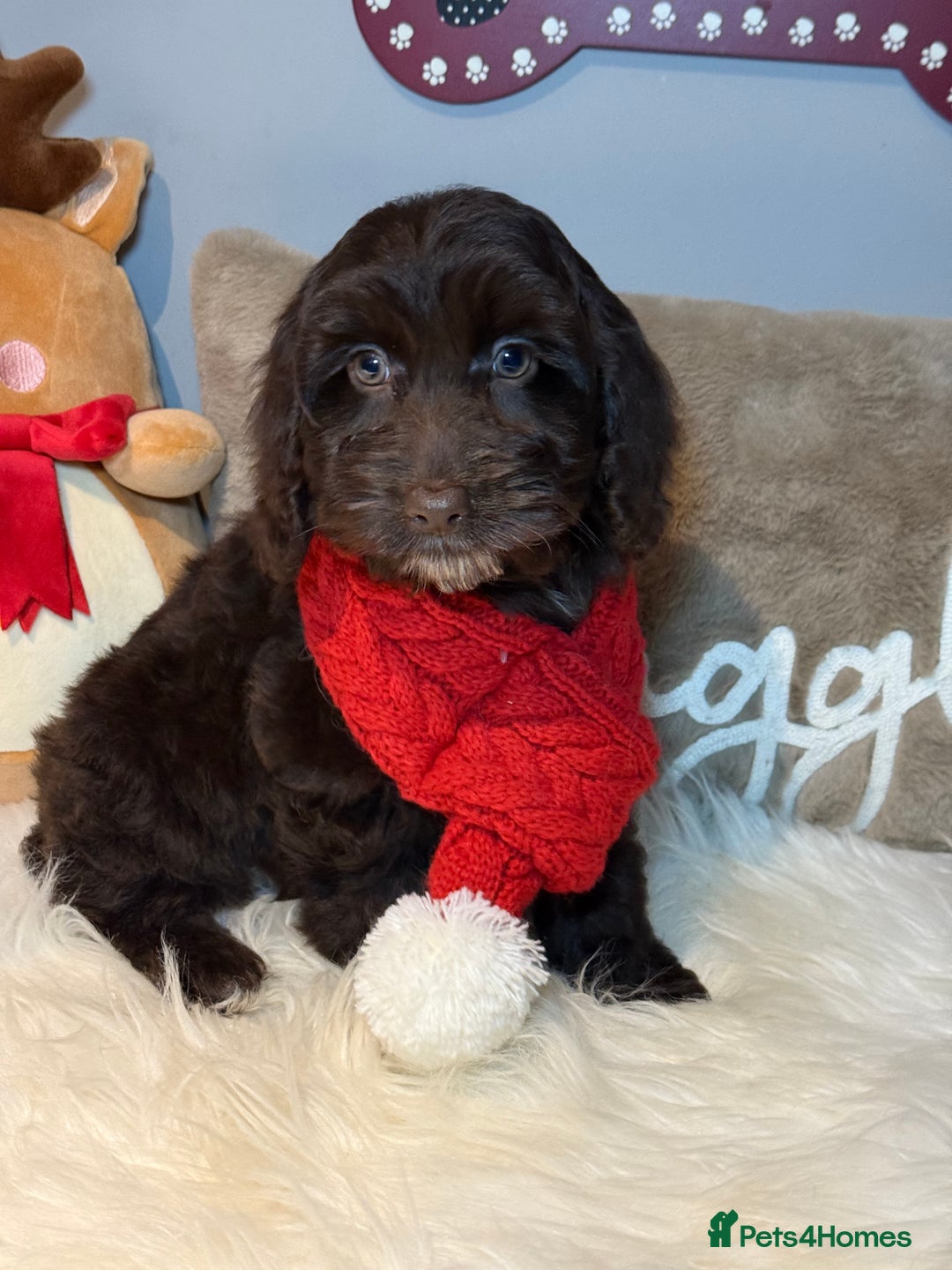 Cockapoo dogs for sale: F1 Cockapoo’s fully vaccinated  - Advert 3