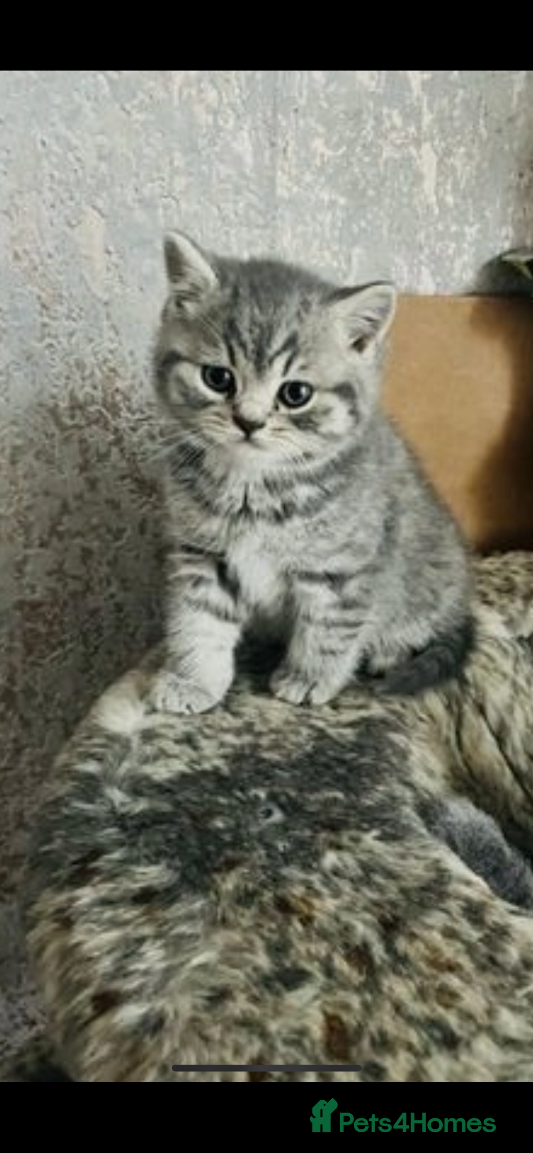 British Shorthair cats for sale: British shorthair kittens  - Image 3