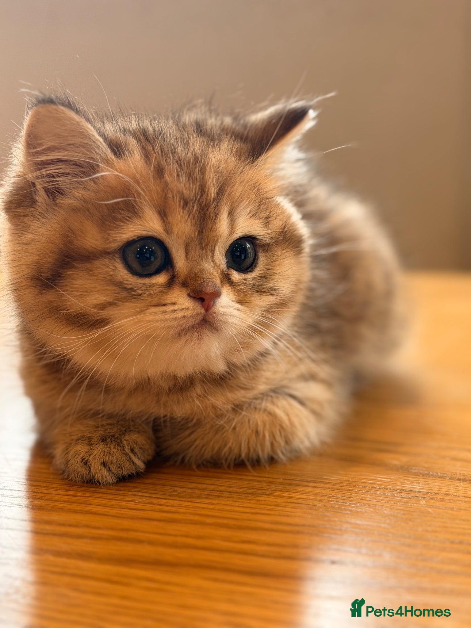 British Shorthair cats British Shorthair Golden Chinchilla Kittens - Advert 18
