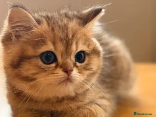 British Shorthair cats British Shorthair Golden Chinchilla Kittens - Advert 18