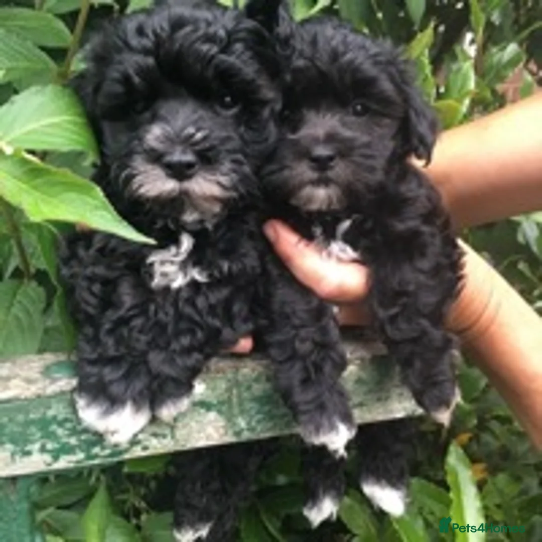 Toy Poodle dogs for stud: Stunning Maltese at STUD in Coventry - Advert 15