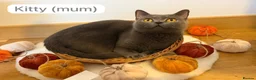 British Shorthair cats for sale: 3 Beautiful Autumn Coloured Kittens🤎🍂 - Advert 3