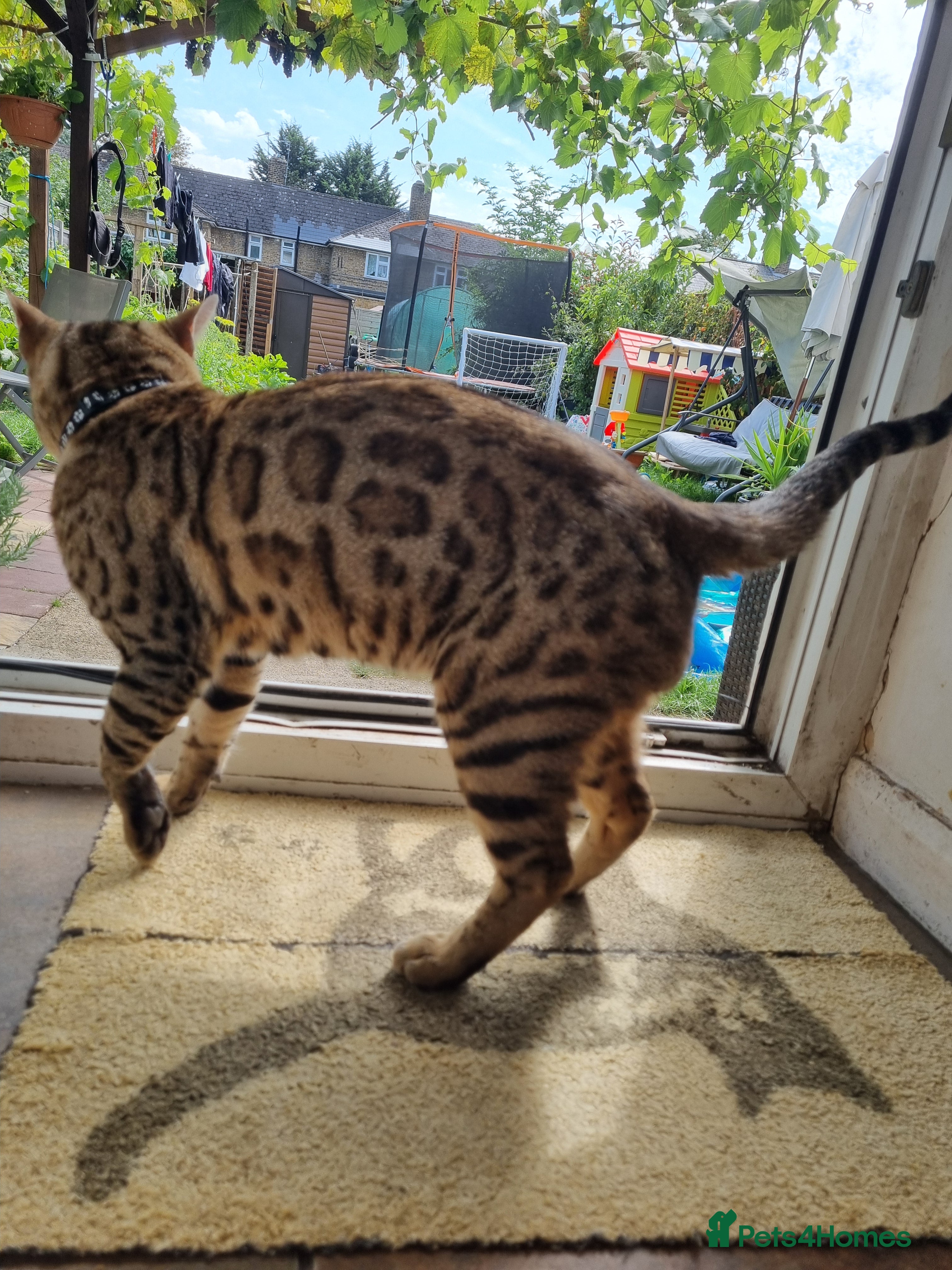Bengal cats TICA active Brown spotted bengal for STUD in West Drayton - Advert 3