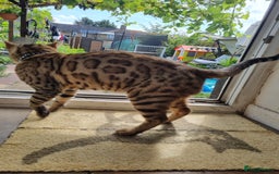 Bengal cats for stud: TICA active Brown spotted bengal for STUD in West Drayton - Image 1