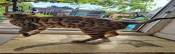 Bengal cats for stud: TICA active Brown spotted bengal for STUD in West Drayton - Advert 1