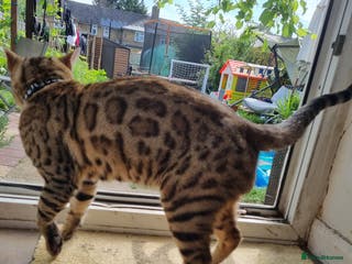 Bengal cats TICA active Brown spotted bengal for STUD in West Drayton - Advert 1