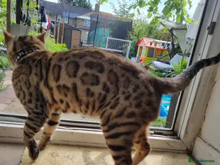 Bengal cats TICA active Brown spotted bengal for STUD in West Drayton - Advert 2