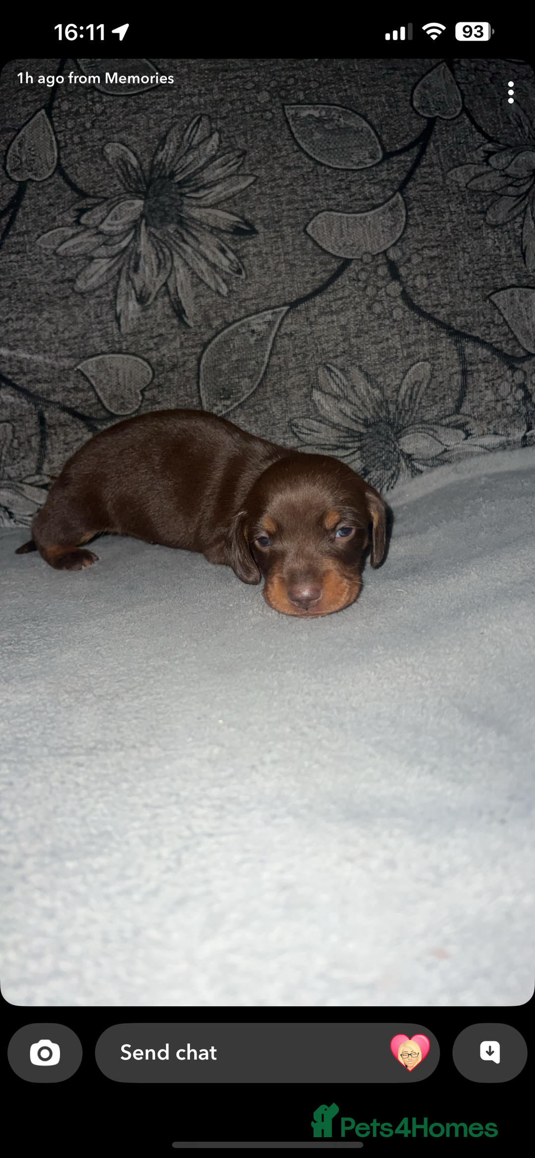 Miniature Dachshund dogs for sale: Mini dauchunds puppies - Advert 14