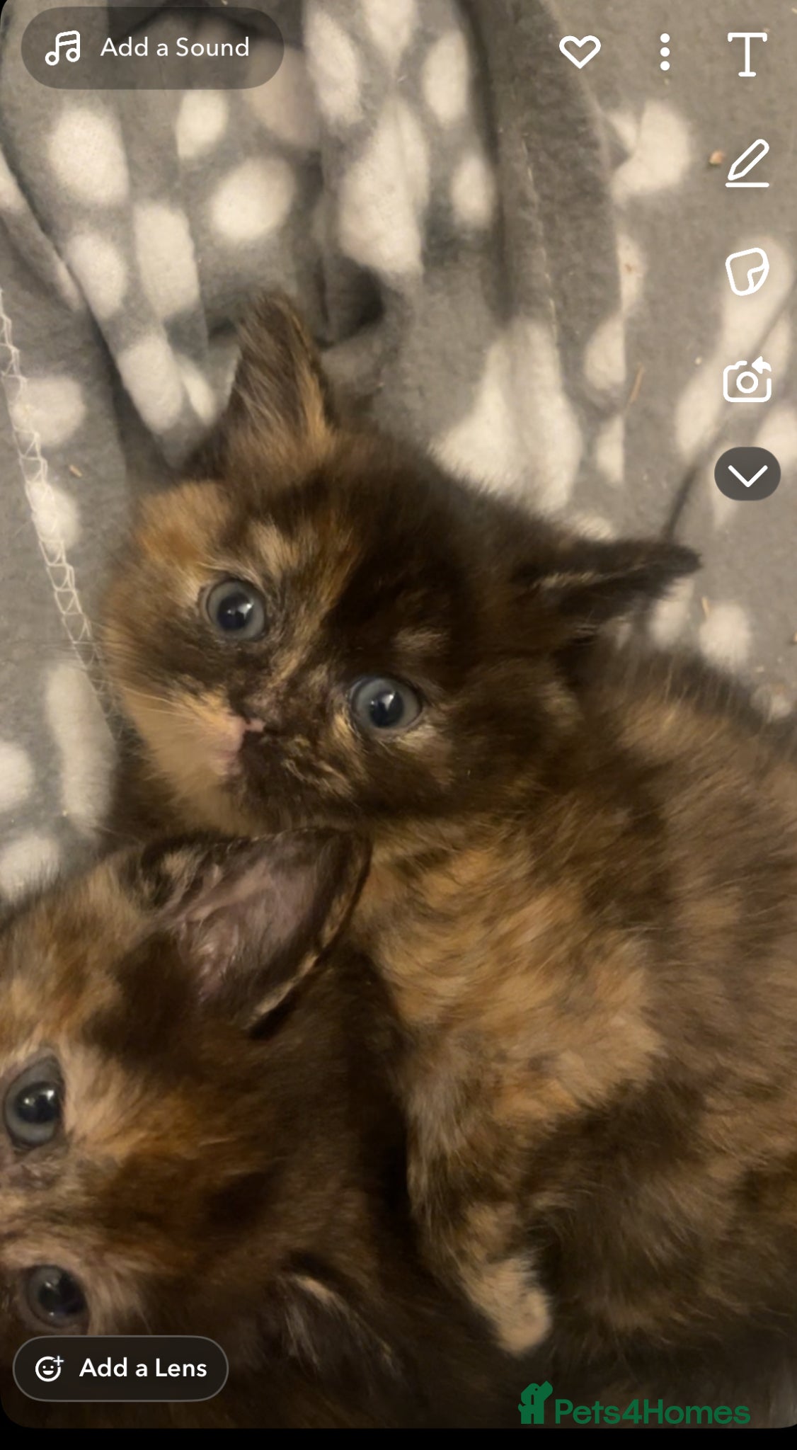 Ragdoll cats Ragdoll cross with British shorthair  - Advert 8