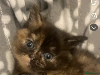 Ragdoll cats Ragdoll cross with British shorthair - Advert 8