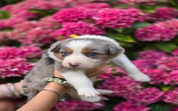Border Collie dogs for sale: Border collie puppies tri-color blue merles  - Image 2