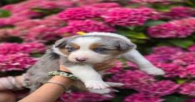 Border Collie dogs - Advert 1