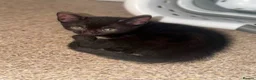 Domestic Shorthair cats for sale: 3 beautiful black kittens  - Advert 4
