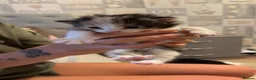 Mixed Breed cats for sale: Kittens  - Advert 3