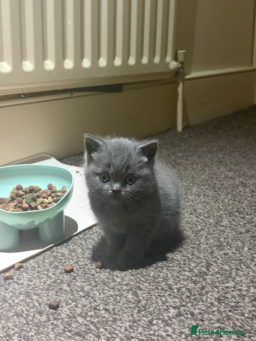 British Shorthair cats for sale: Cute and cuddly British Shorthaired kittens  - Advert 7