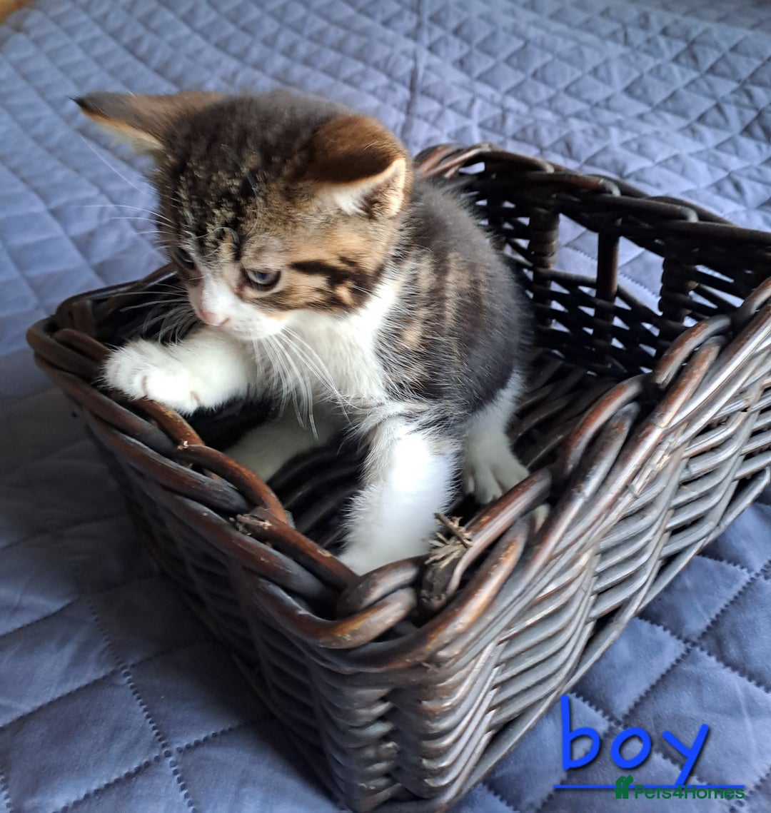 Domestic Shorthair cats for sale: 3 gorgeous kittens for sale - Advert 6