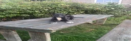 Mixed Breed dogs for sale: 2 gorgeous black and white boys left!! - Advert 6
