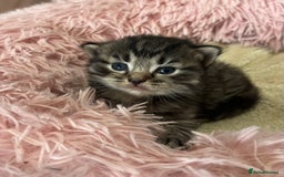 Ragdoll cats for sale: Beautiful ragdoll kittens - Image 2